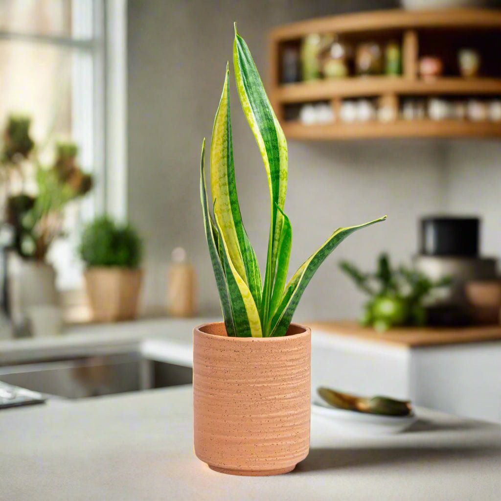 Terracotta Cutlery organizer |Plant pot - ZyndlHome Decor